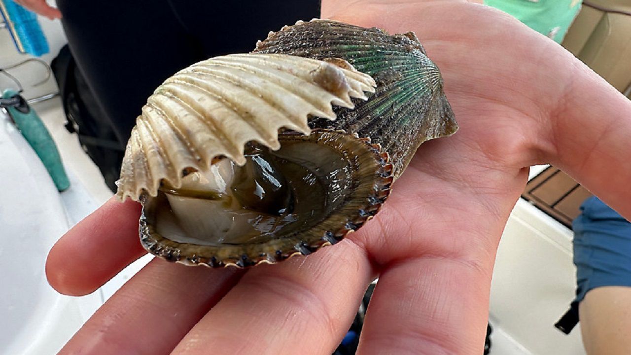 Two scallops were pulled from the water by the mouth of the Anclote River during the 2025 scallop season in Pasco County (Anthony Sande/Bay News 9). 