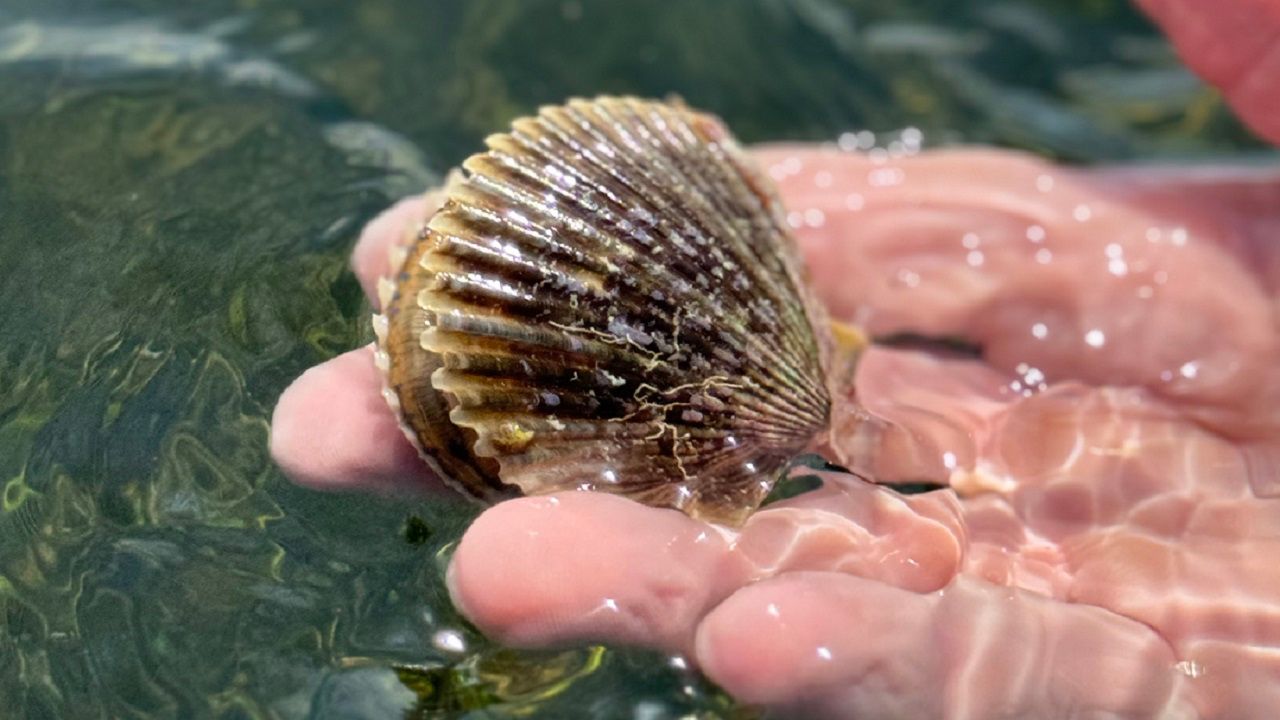 Scallop season in Pasco County is coming to an end