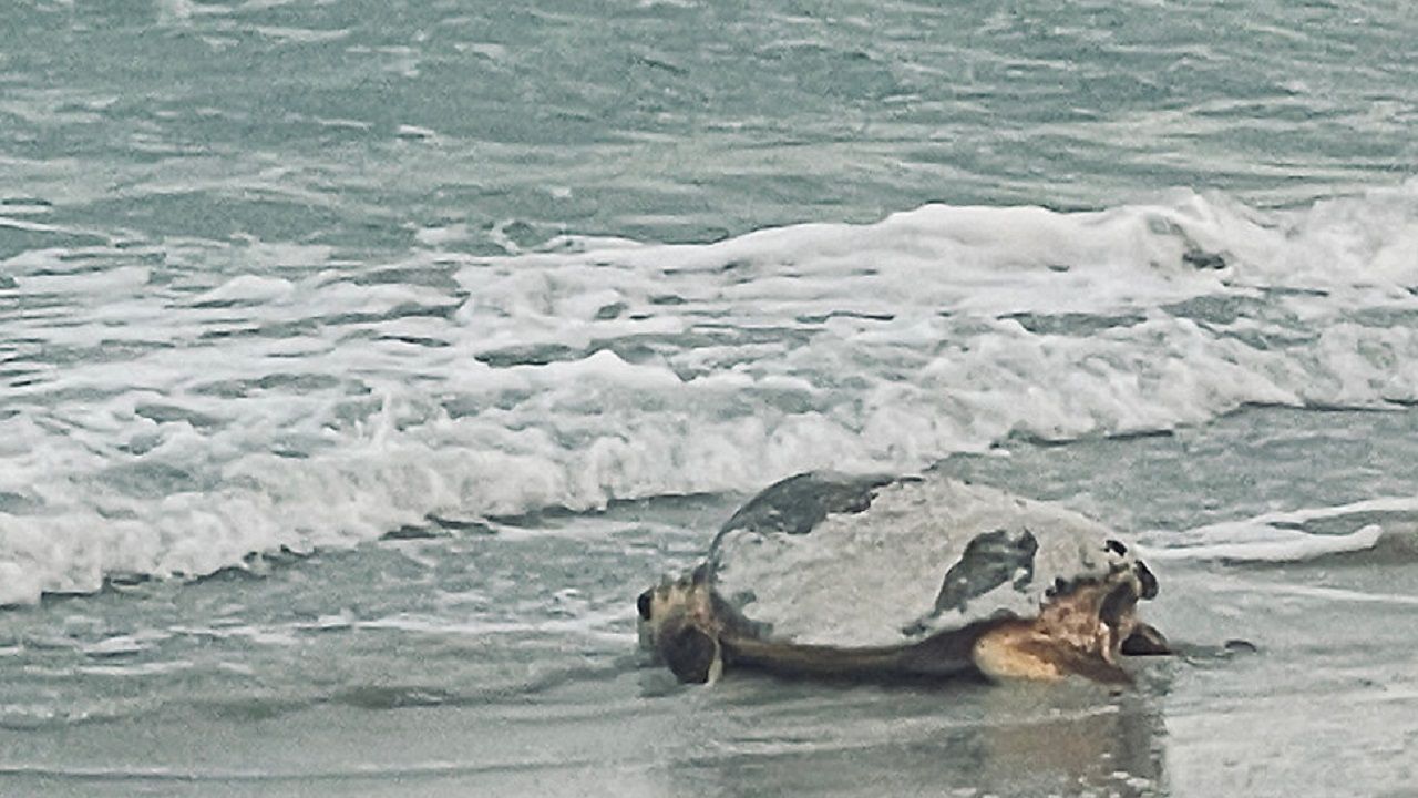 A loggerhead turtle makes her way back to the gulf after laying a nest in June 2024 (Mary Reish). 