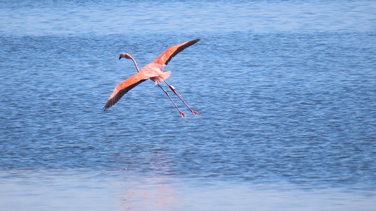 Audubon Florida says Peaches has been spotted with a colony of other flamingos on the Yucatán. (File Image)