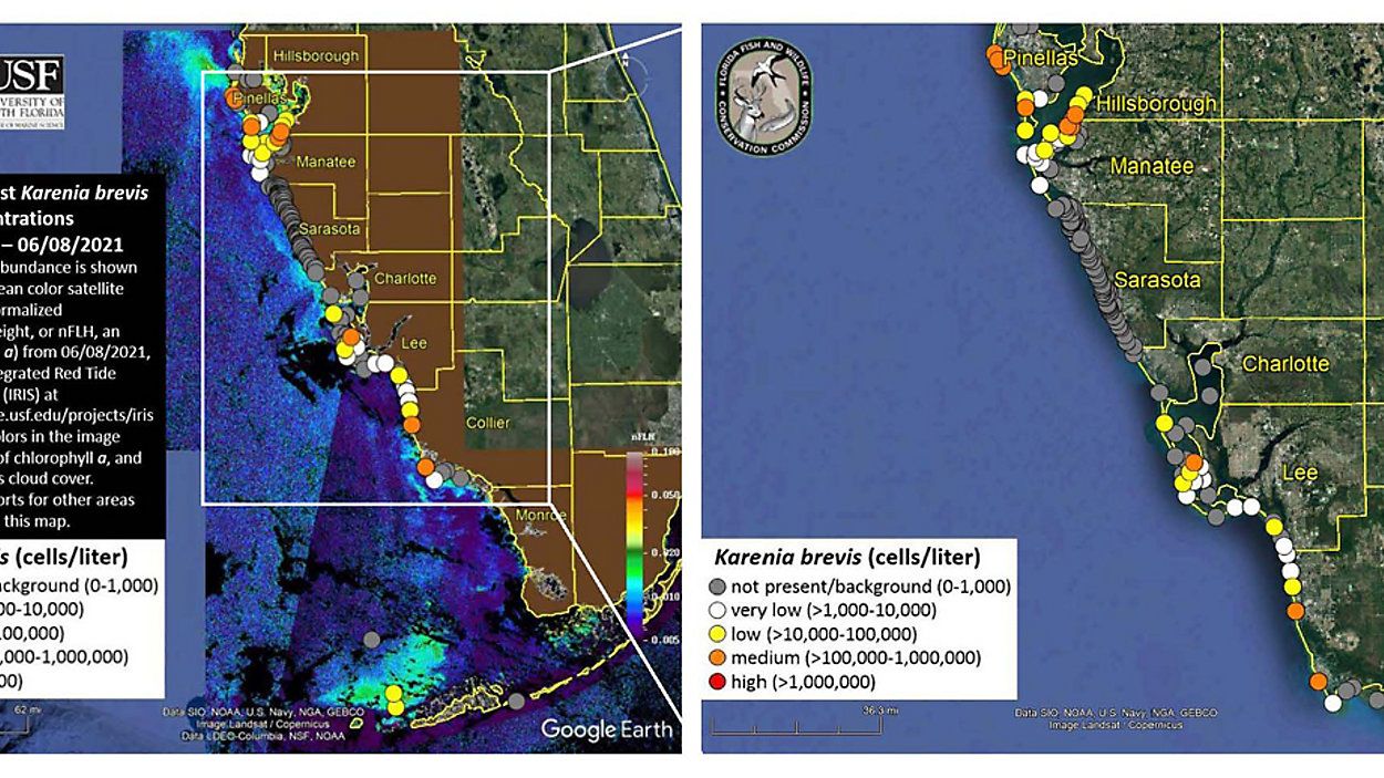 Red tide Dead fish on Indian Rocks Beach in Pinellas County