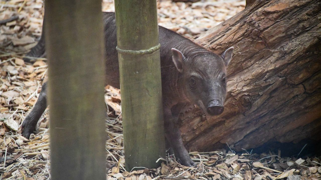 New Babirusa Piglet Makes His Zoo Debut