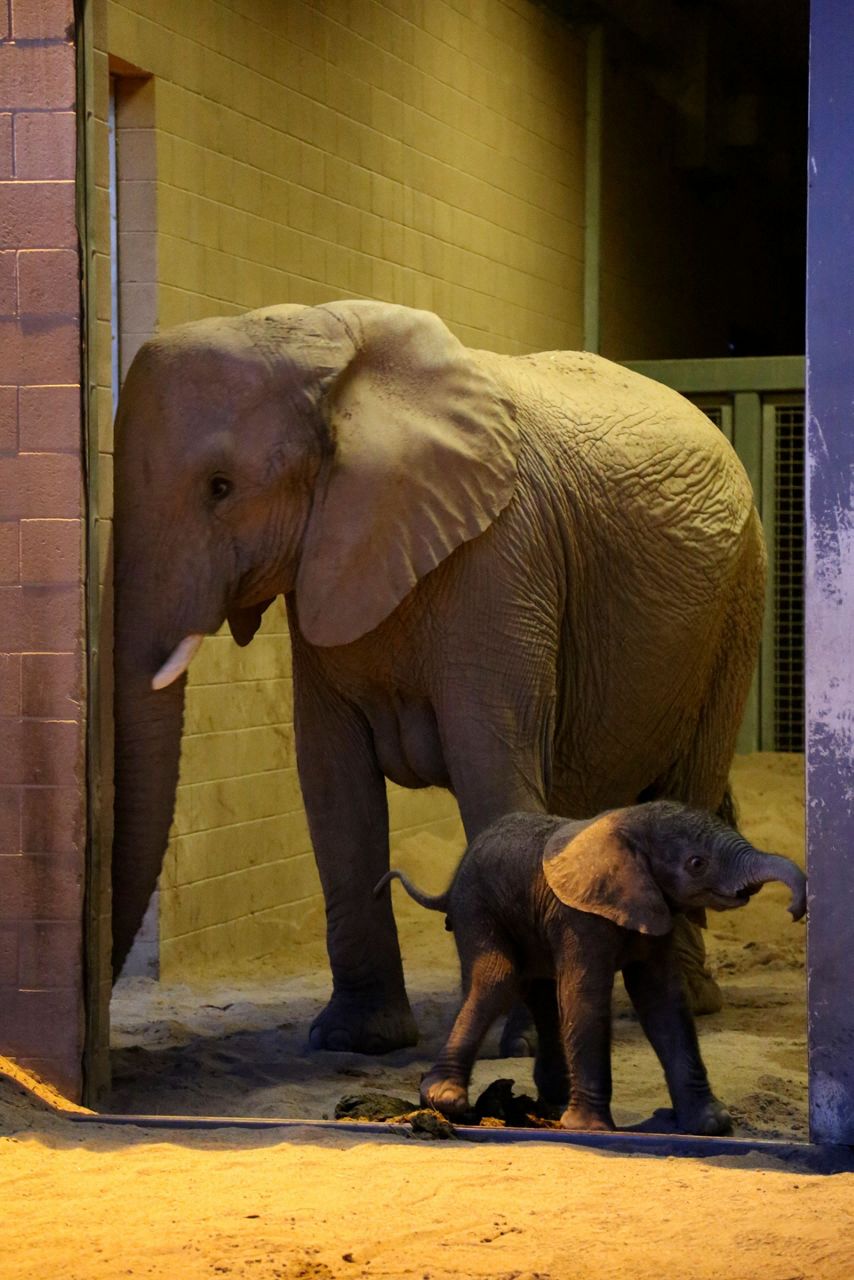 Healthy baby elephant born at Reid Park Zoo in Tucson