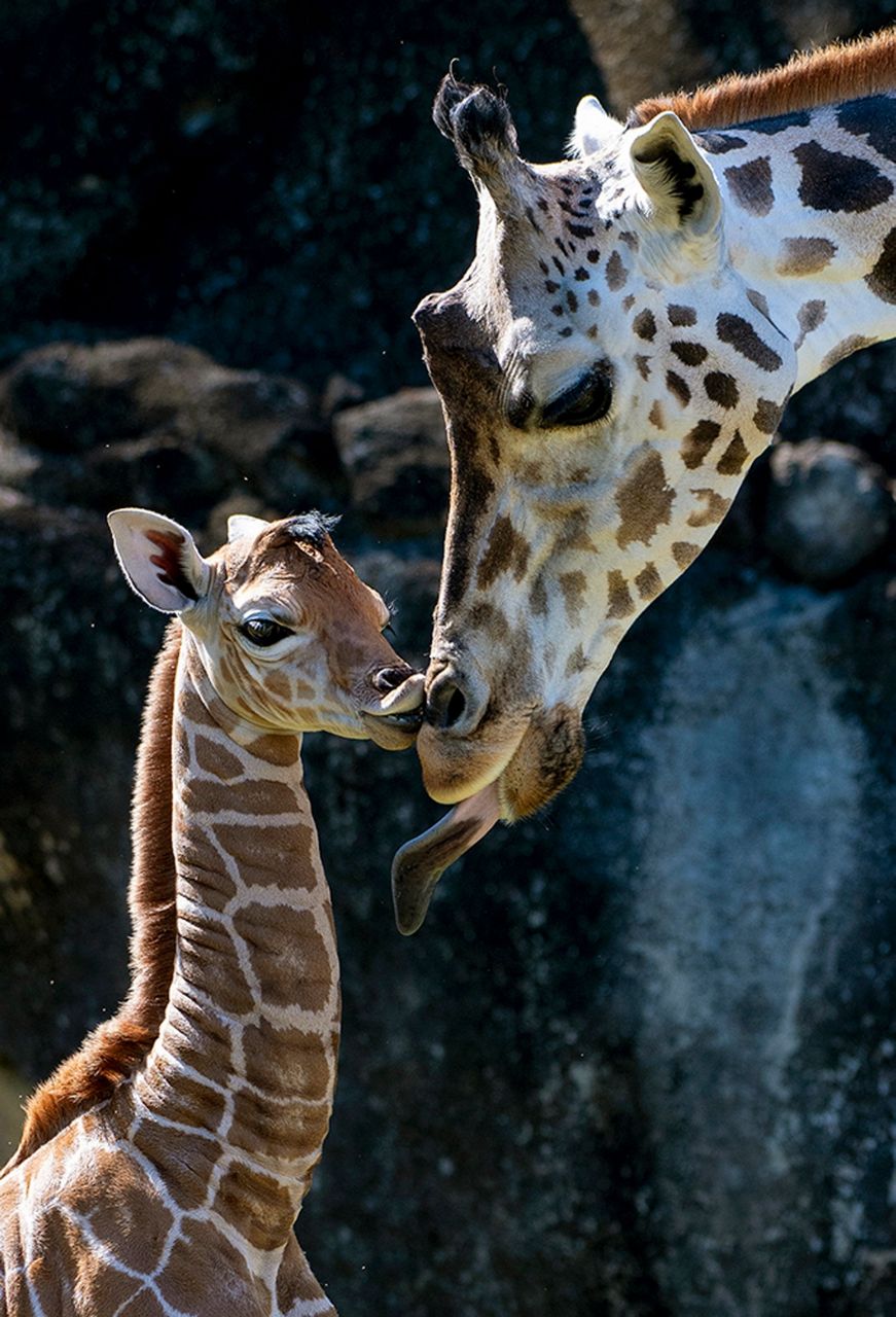 Same dad, two babies: Zoo Miami presents newborn giraffes
