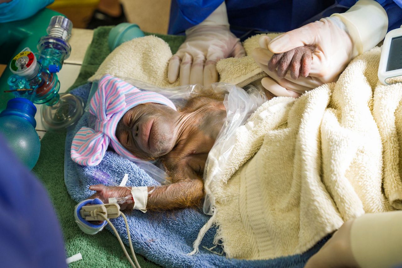 Endangered Bornean orangutan born at Busch Gardens in Florida