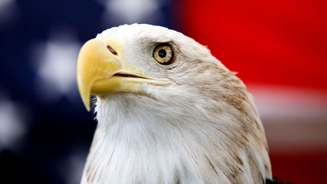 Uncle Sam, a 25-year-old bald eagle, sits on his perch in front of a U.S. flag before the Extreme Raptors Show at the Permian Basin Fair in the Ector County Coliseum fairgrounds in Odessa, Texas, on Wednesday Sept. 11, 2013. (Edyta Blaszczyk/Odessa American via AP)