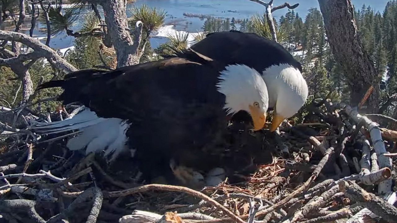 In this remote camera image released by Friends of Big Bear Valley, a pair of bald eagles stand over eggs in a nest atop a tree overlooking Big Bear Lake in the San Bernardino Mountains in Southern California on Thursday. (Friends of Big Bear Valley via AP)