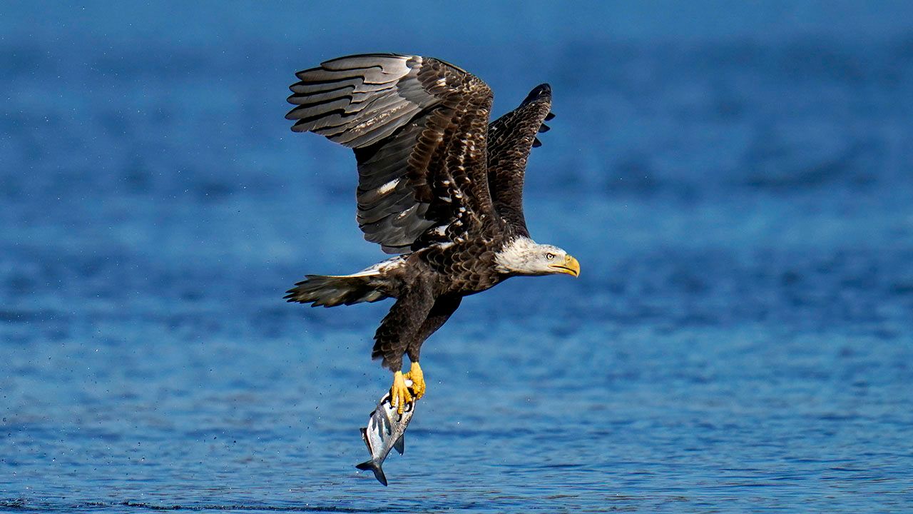 Eagles of Wisconsin (Two Species to Know)