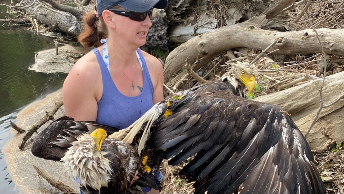 Woman Rescues Two Bald Eagles