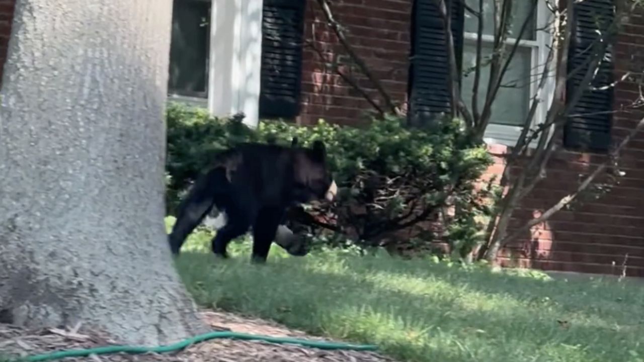 Bear cub trots through a Ballwin neighborhood (Ballwin PD)