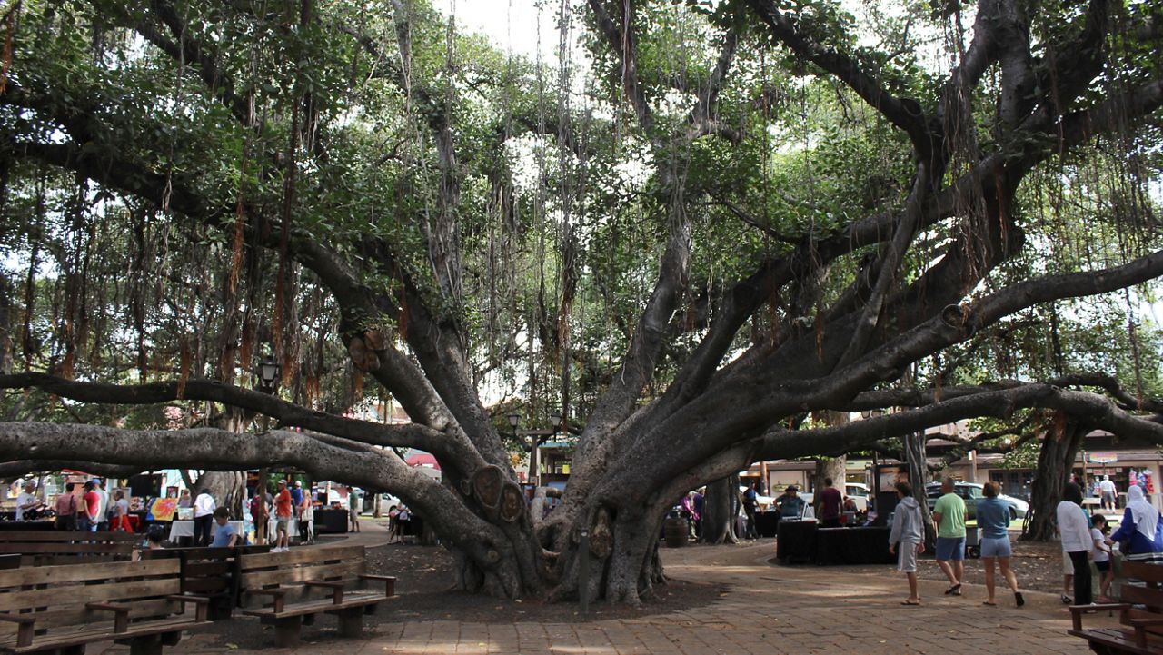 A banyan tree stands along Lahaina town's historic Front Street in February 2018, in Lahaina, Hawaii. The 150-year-old tree was scorched by a devastating wildfire that started Tuesday, Aug. 8, 2023, and tore through the heart of the Hawaiian island of Maui in darkness. (AP Photo/Jennifer McDermott)