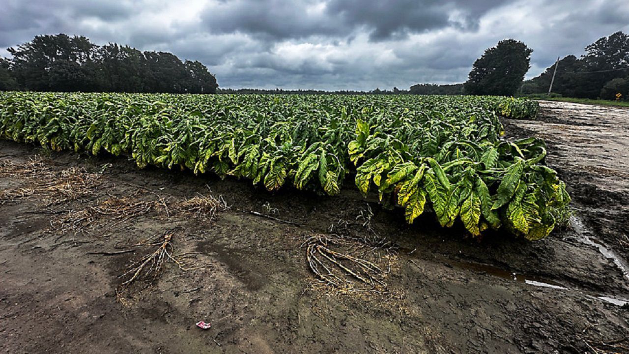 Tobacco farmer loses value in crop