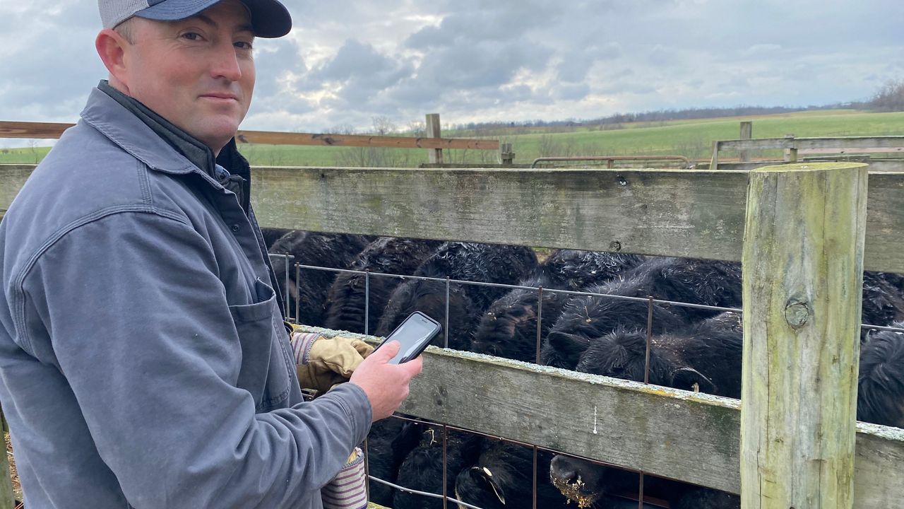 Cattle farmer Bart Hamilton, of Bracken County, scrolls through the X10D app on his smartphone while tending to his cows. The app was developed by professors at the University of Kentucky and University of Tennessee with the aim of streamlining farm operations. (Spectrum News 1/Brandon Roberts)