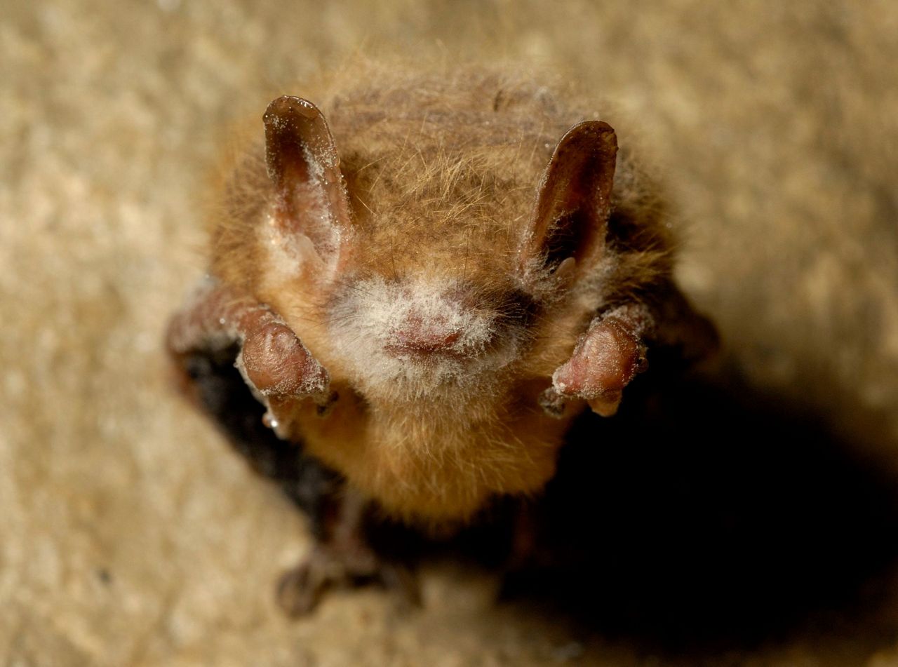Fungus that causes fatal bat disease found in Louisiana