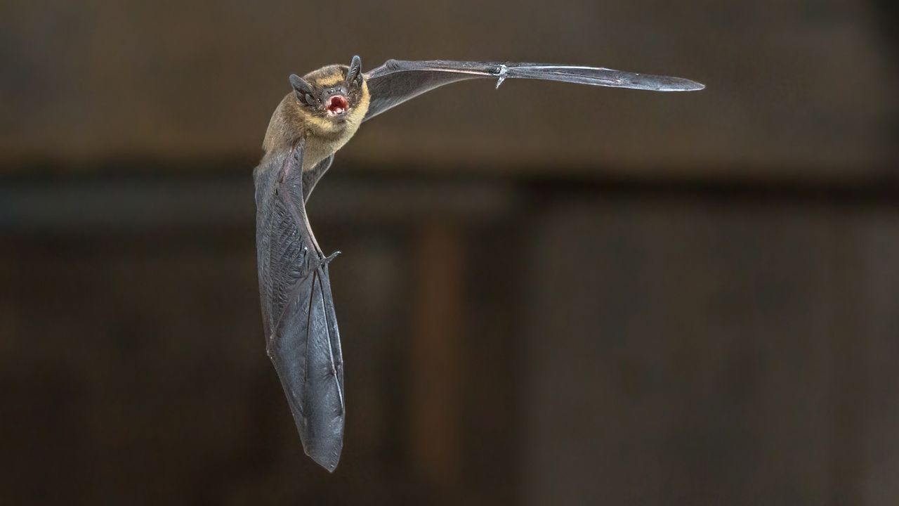 Two bats collected in St. Louis County have tested positive for rabies, according to the Department of Public Health. (GettyImages)