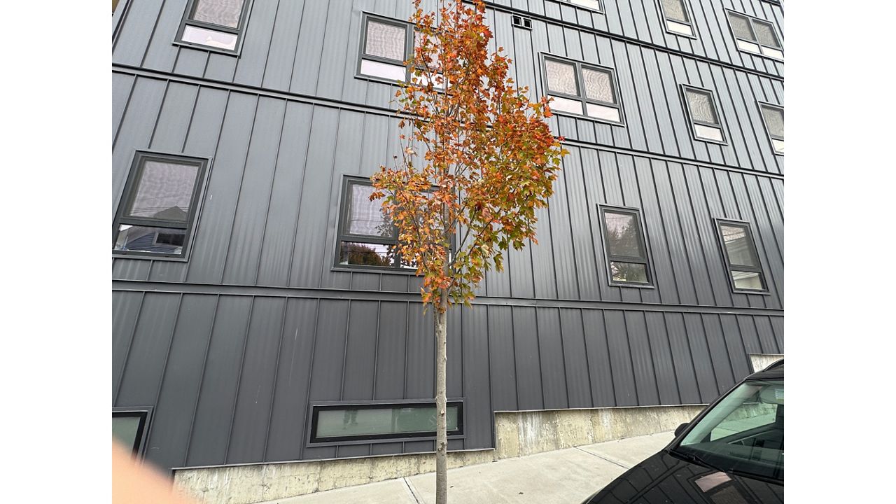 Tree