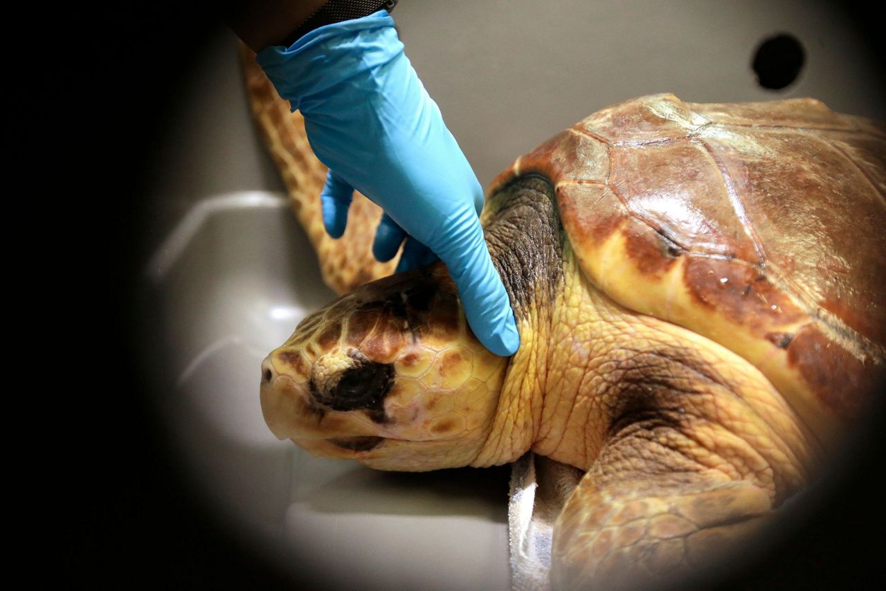 New England seeing a huge spike in beached sea turtles