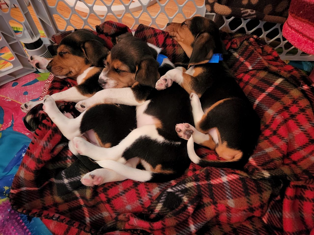 Wisconsin Humane Society rescues 62 beagles