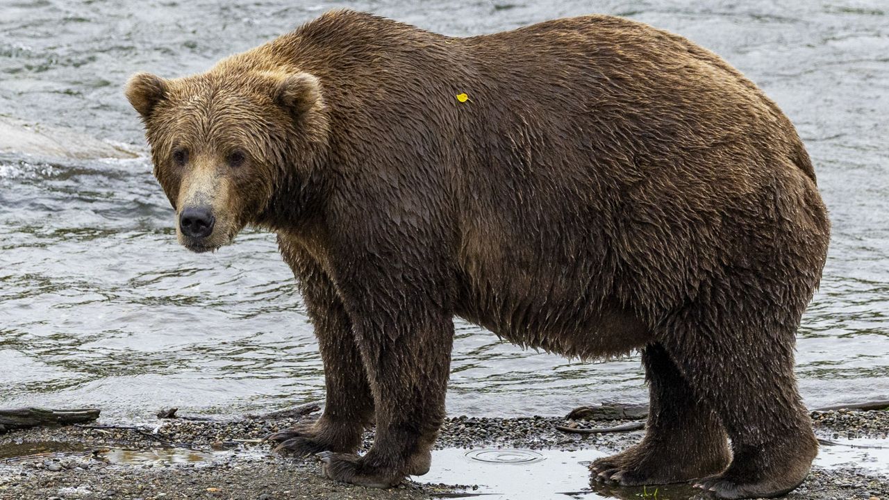 This image provided by the National Park Service shows bear 903 at Katmai National Park in Alaska on Sept. 8, 2024. (C. Cravatta/National Park Service via AP)