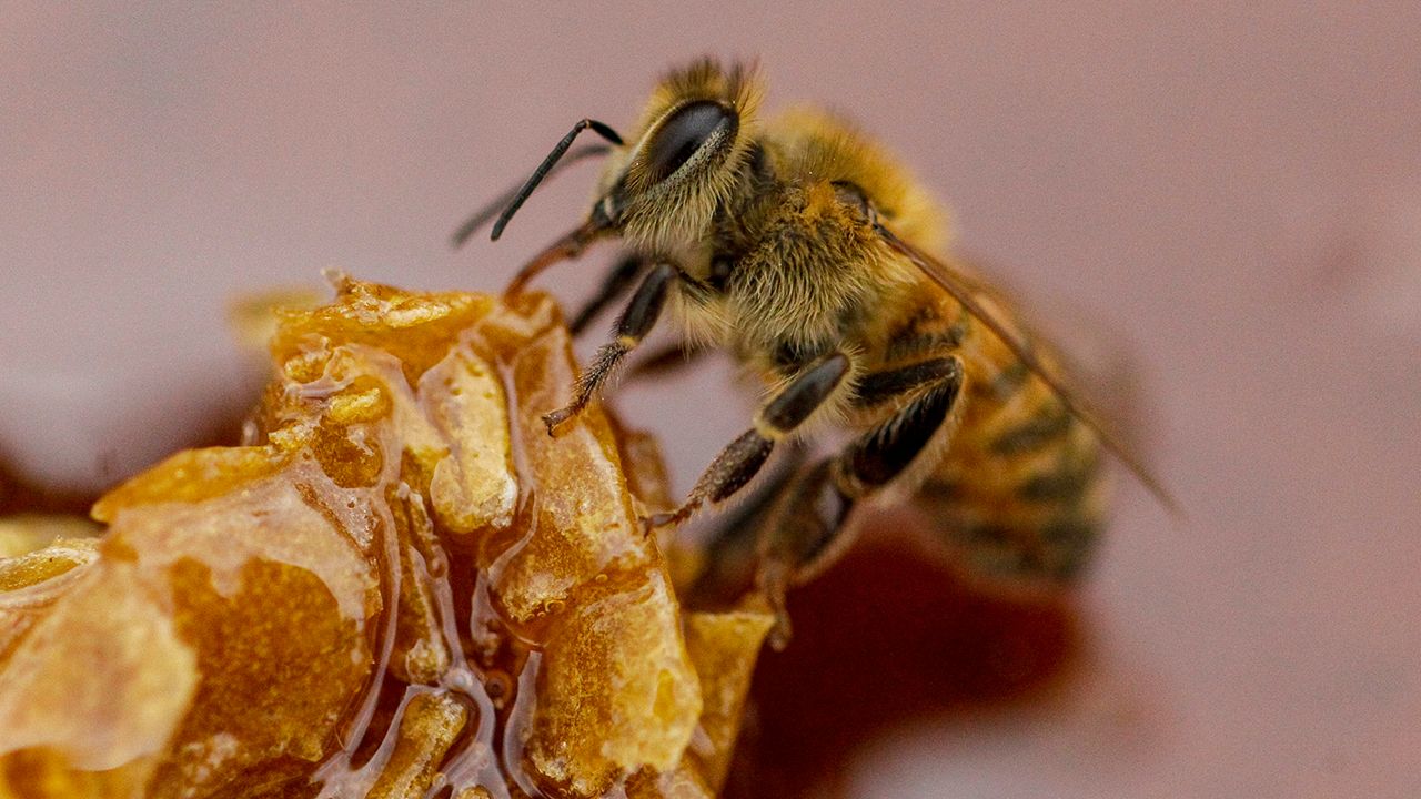 Agricultural and business leaders across New York are pushing back on a legislative effort to ban neonicotinoid pesticides linked to harming bee colonies.