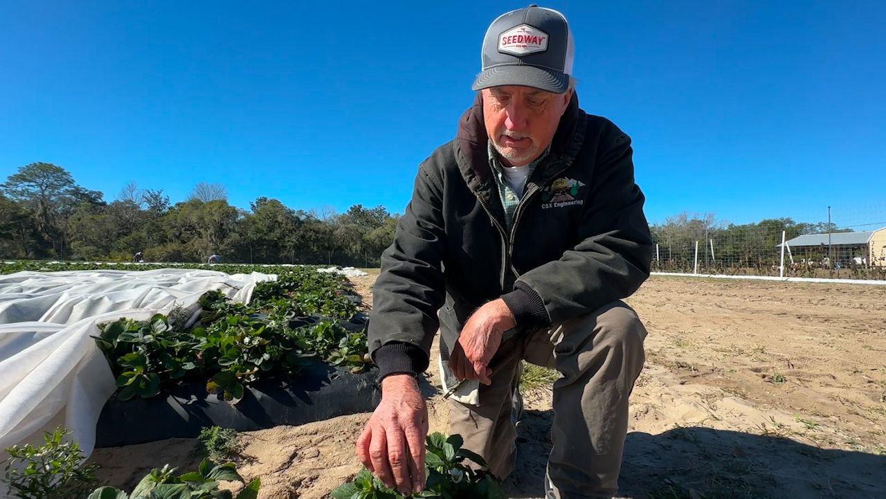 Bellamy Grove farmer says 'so far, so good' with strawberries as cold temperatures sweep across Citrus County