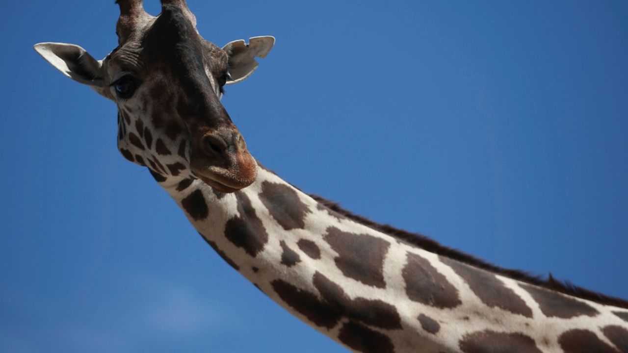 Omaha Zoo's Oldest Giraffe Dottie Dies at 22