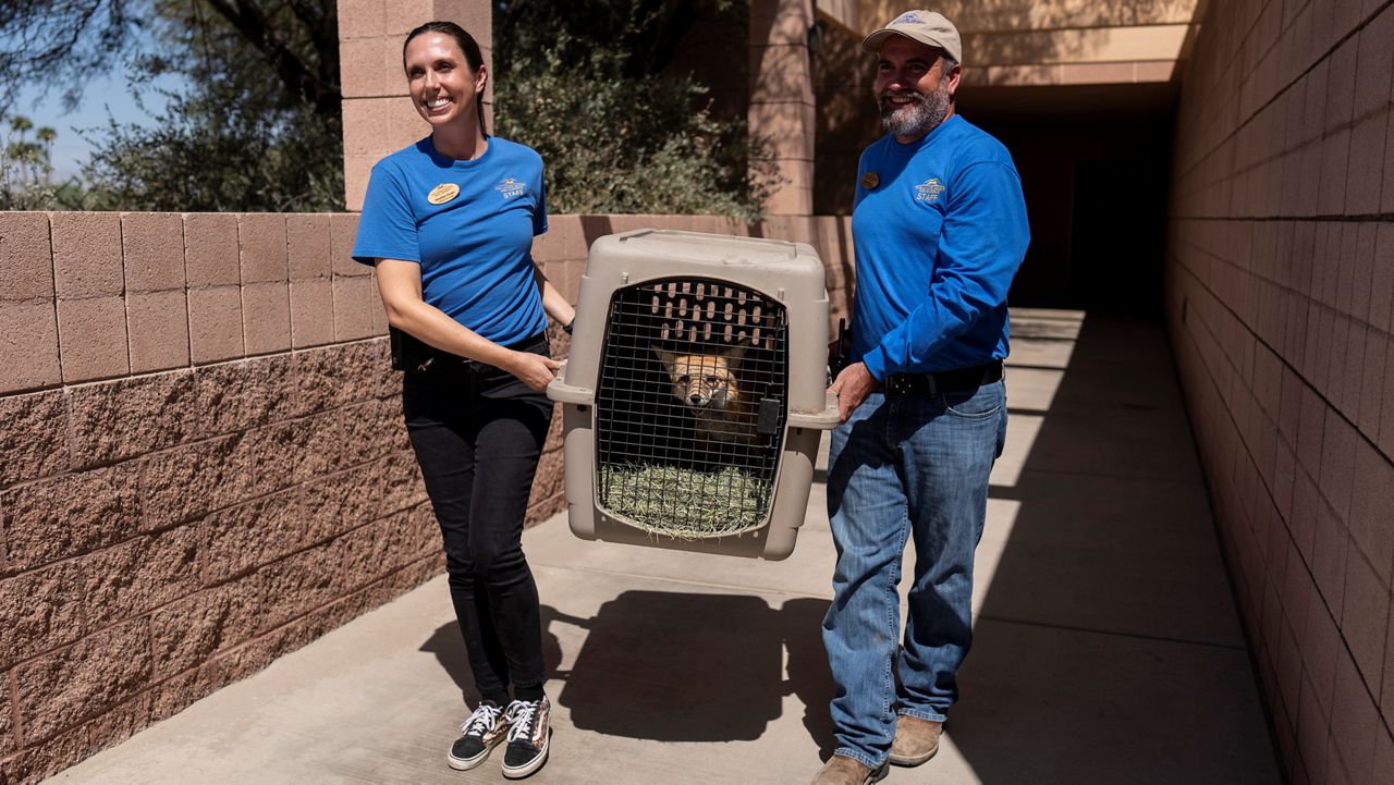 Animal care curator Heather Down, left, and Mike Barnes, director of animal care and health, share a light moment while transporting a fox, evacuated from the Big Bear Alpine Zoo due to the Line Fire, back to the zoo from the Living Desert Zoo and Gardens in Palm Desert, Calif., Thursday, Sept. 19, 2024. (AP Photo/Jae C. Hong)