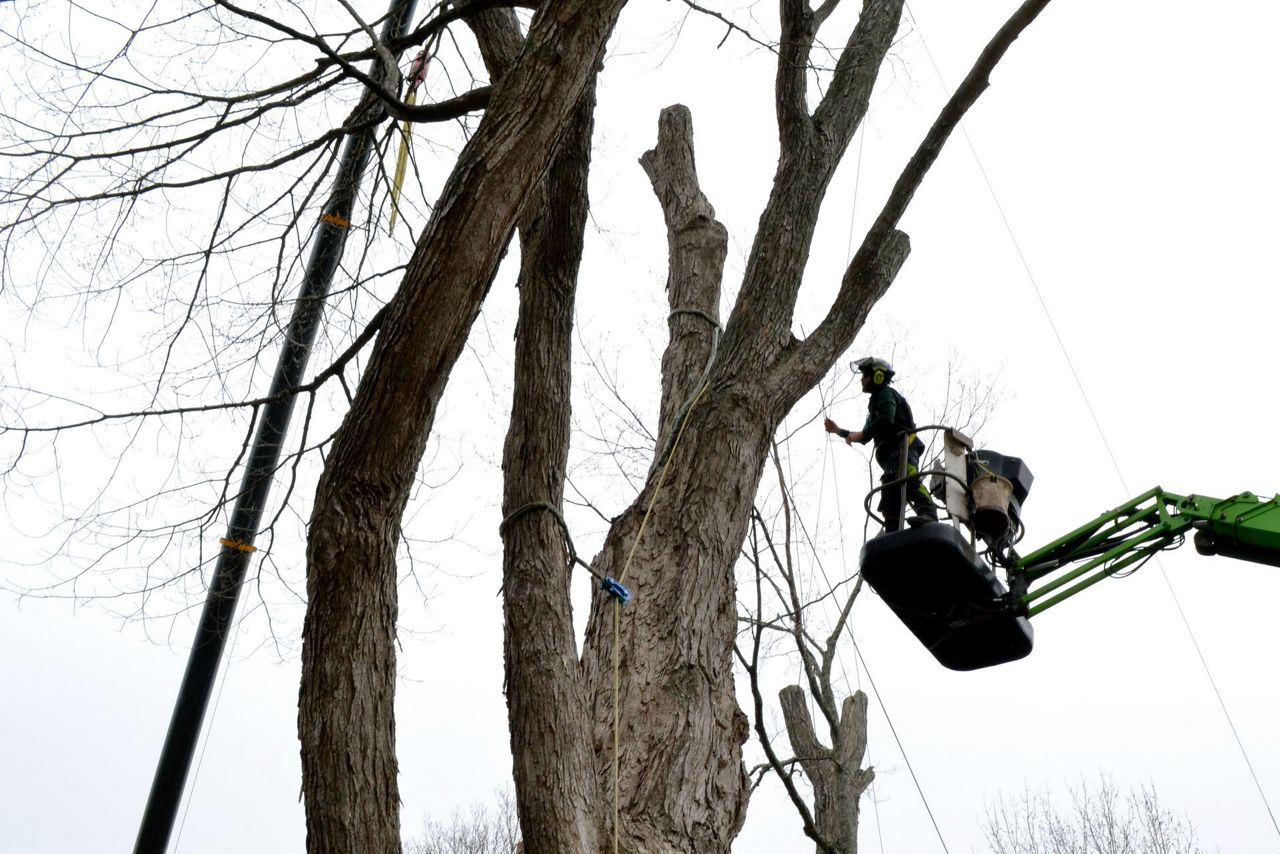 Safety concerns bring down largest sugar maple tree in US