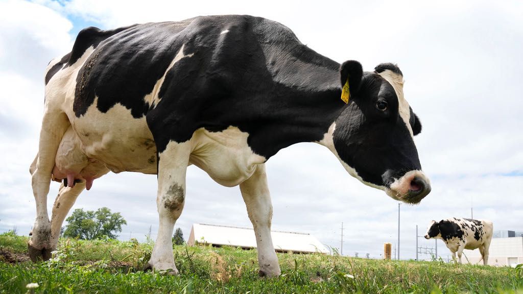 Dairy cows stand in a field outside of a milking barn at the U.S. Department of Agriculture's National Animal Disease Center research facility in Ames, Iowa, on Tuesday, Aug. 6, 2024. (AP Photo/Charlie Neibergall)