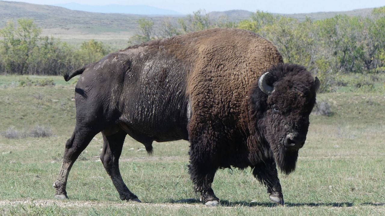 Pictured is a bison at American Prairie in Montana. (Photo by Edward Spevak/Saint Louis Zoo)