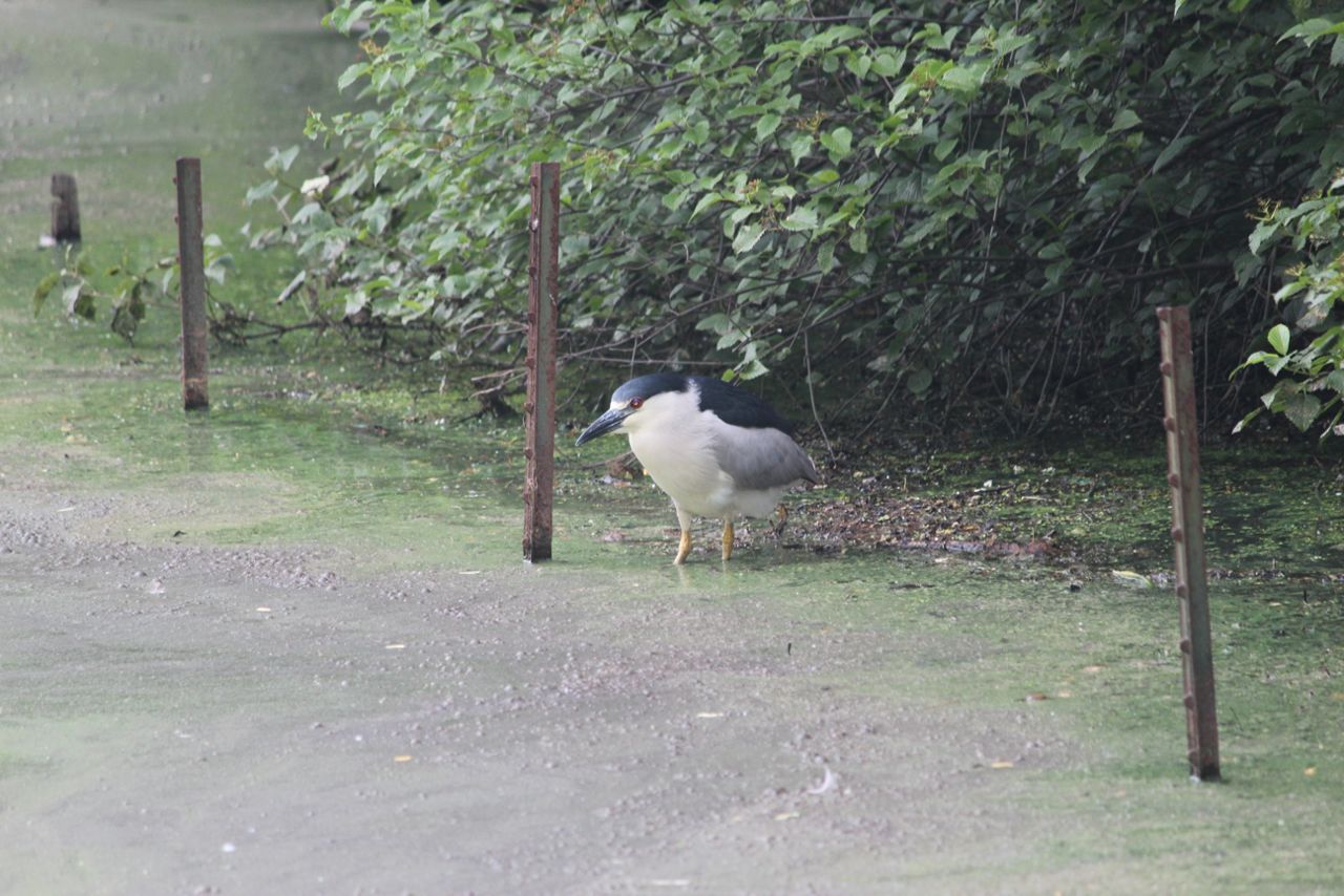 black-crowned-night-heron