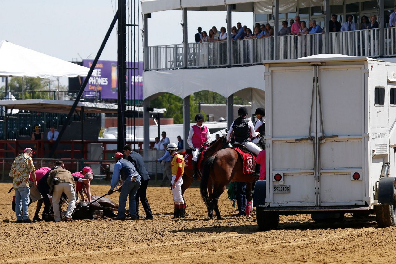 Filly dies on track at Pimlico the day before Preakness