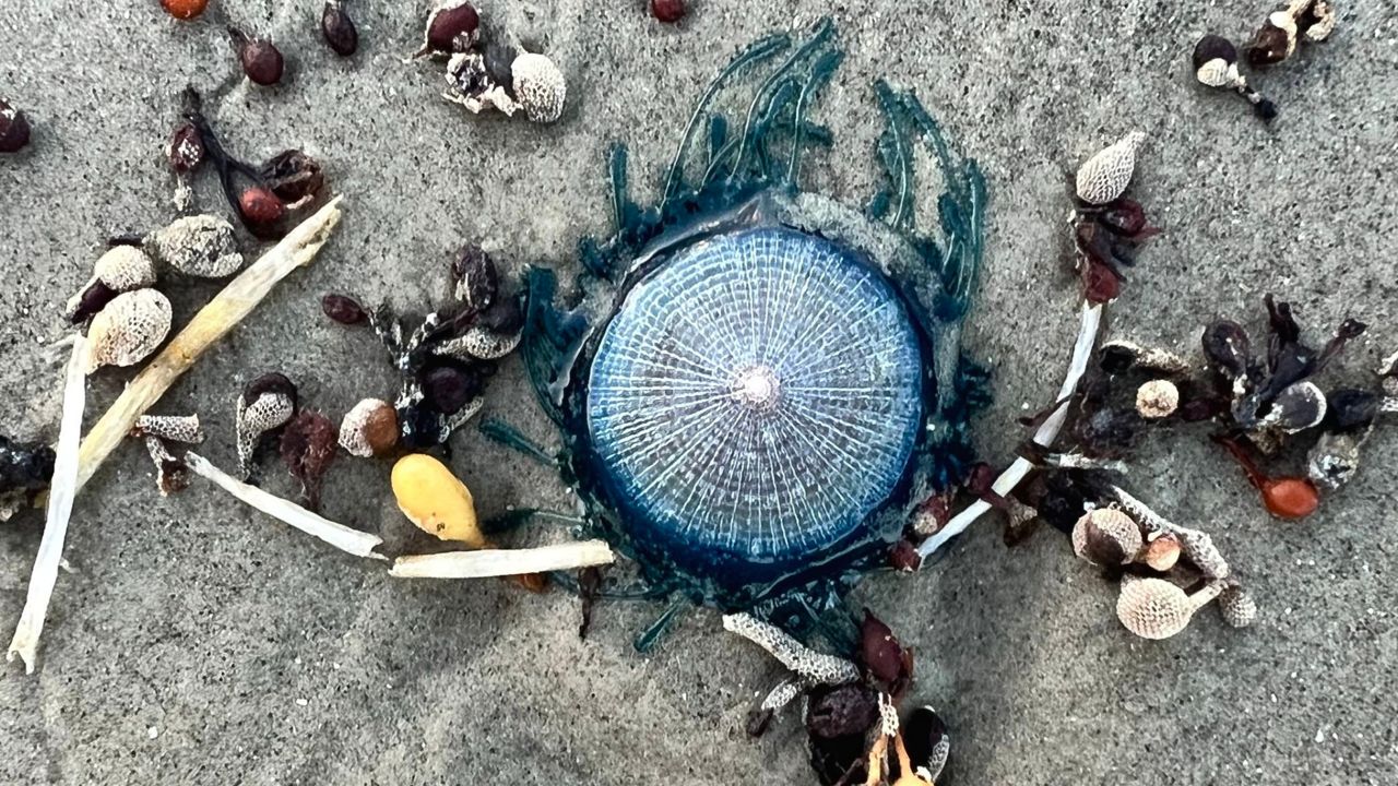 A blue button jellyfish or porpita porpita along the shoreline of Galveston Island State Park. (Texas Parks & Wildlife)