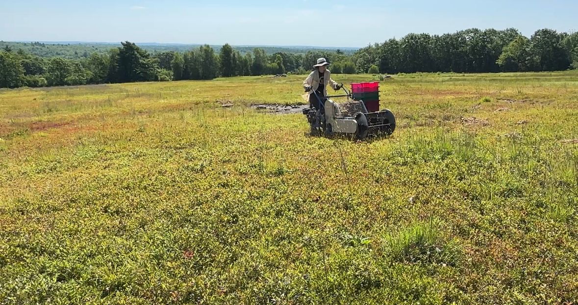 Susana Hancock pushes the mechanical harvester on Thursday at Fields Fields Wild Organic Blueberries in Dresden. (Spectrum News/Susan Cover)