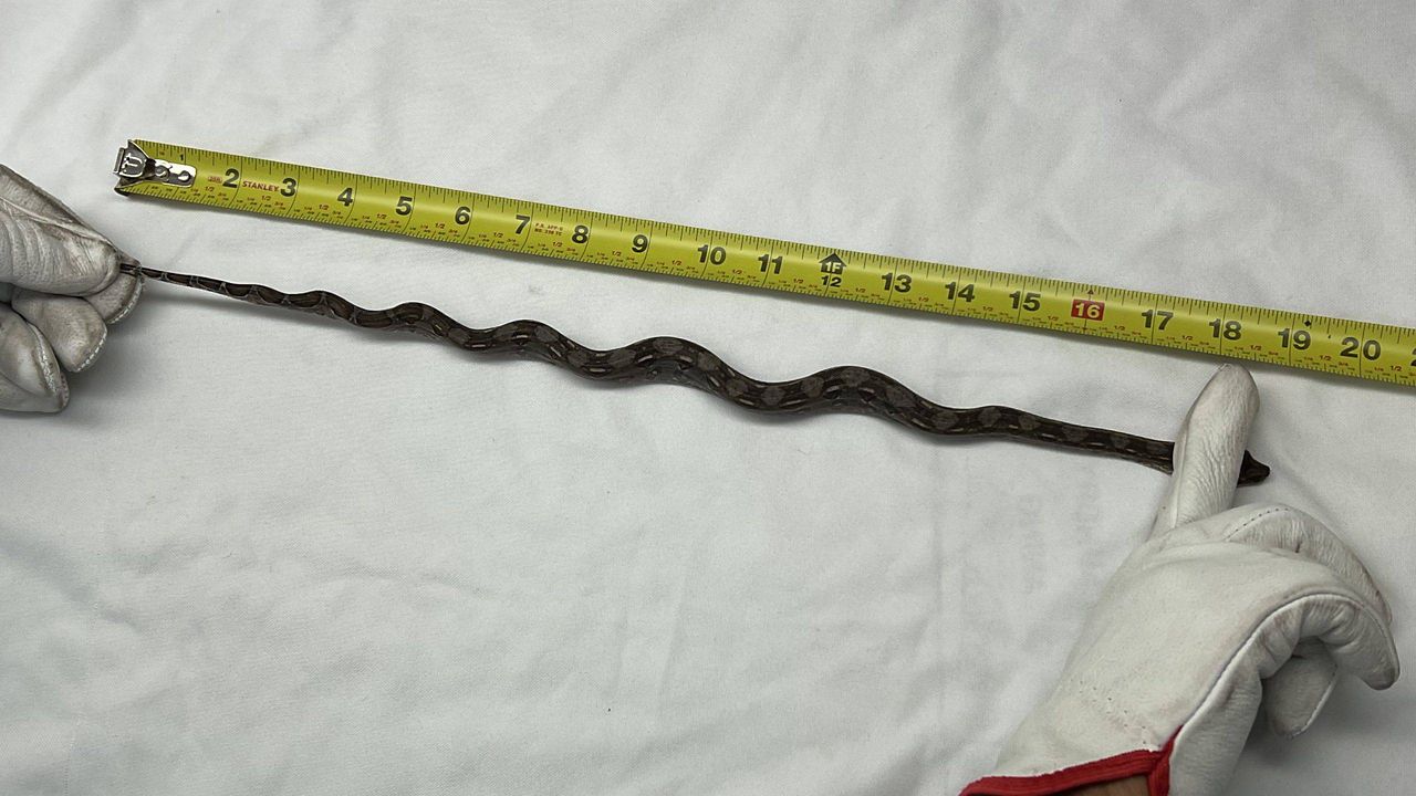 This juvenile boa constrictor was found aboard a cargo ship headed to Oahu. (Hawaii Department of Agriculture)
