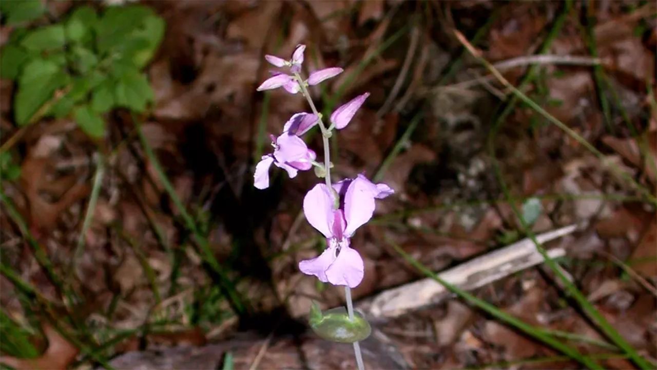 Protecting a piece of Texas: The bracted twistflower