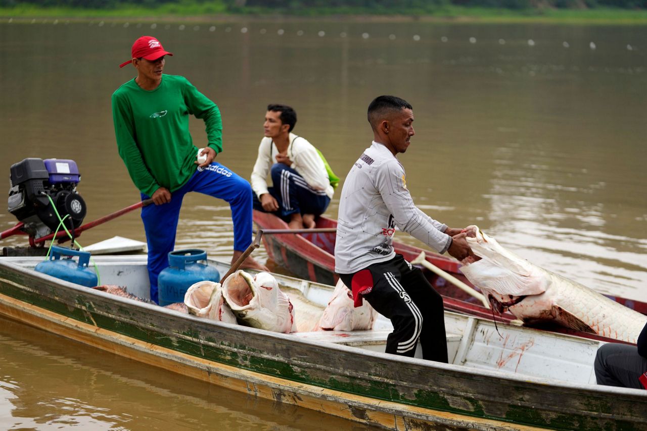 In the Amazon, Brazilian ecologists try new approach against ...