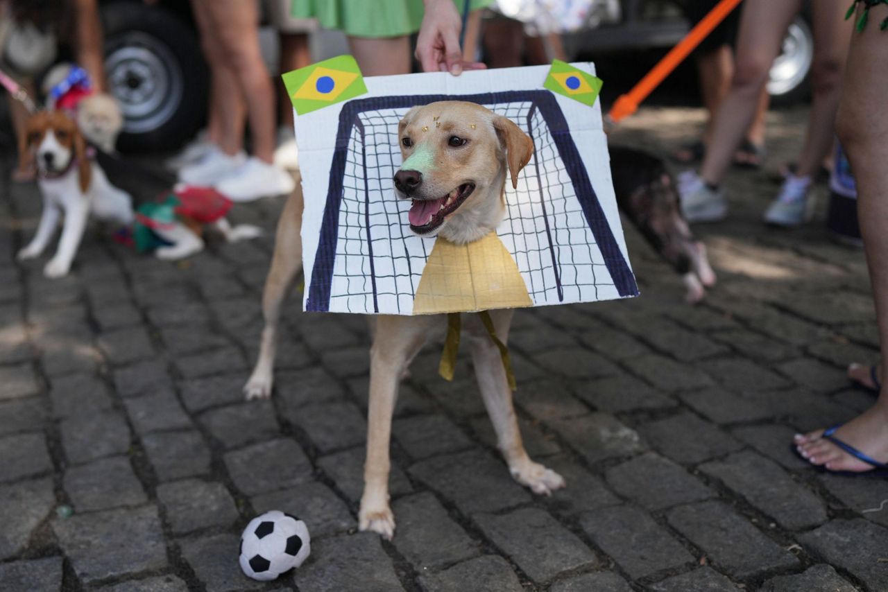 Rio Carnival street party dogs parade as humans protest against pet killers