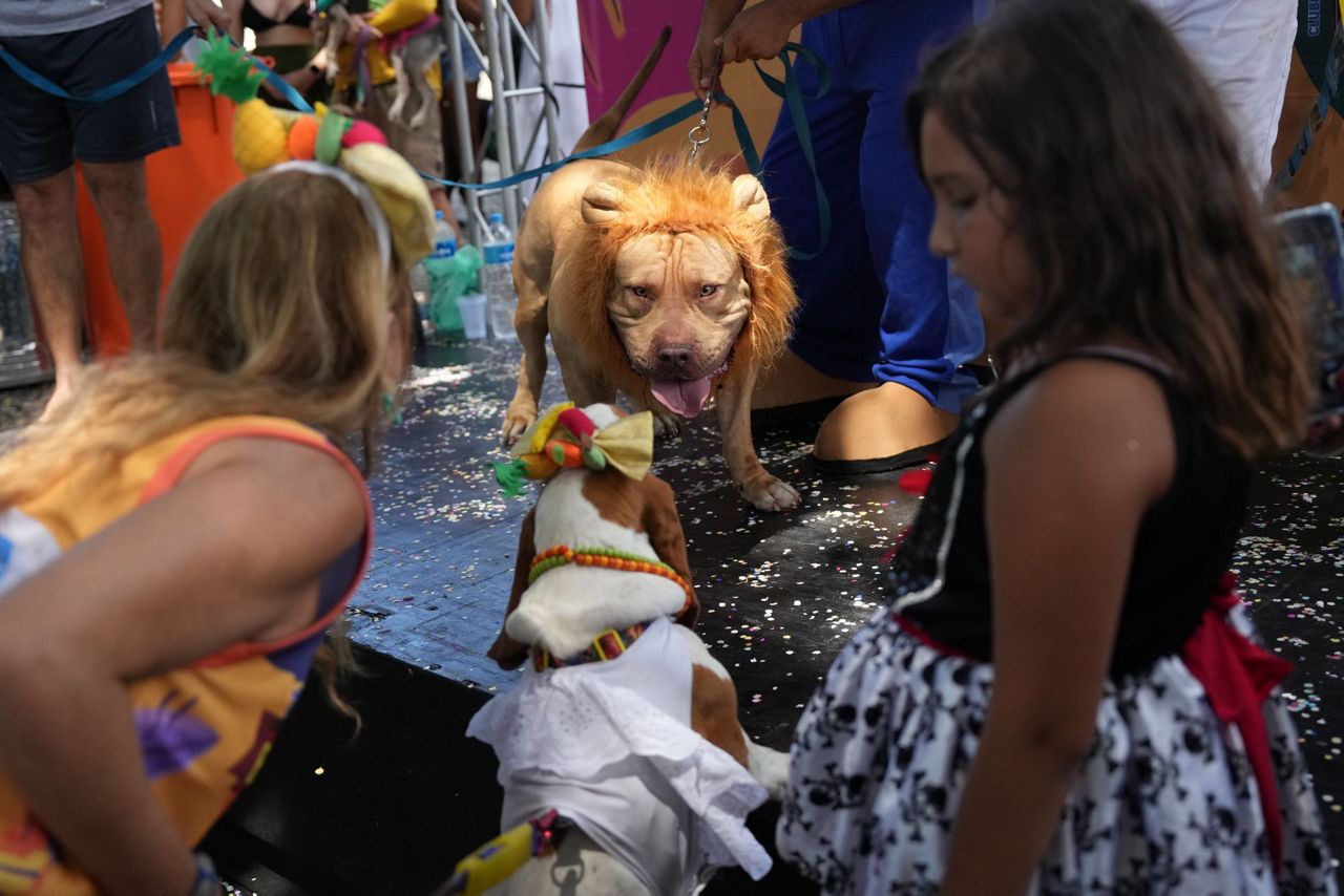 Rio Carnival street party dogs parade as humans protest against pet killers
