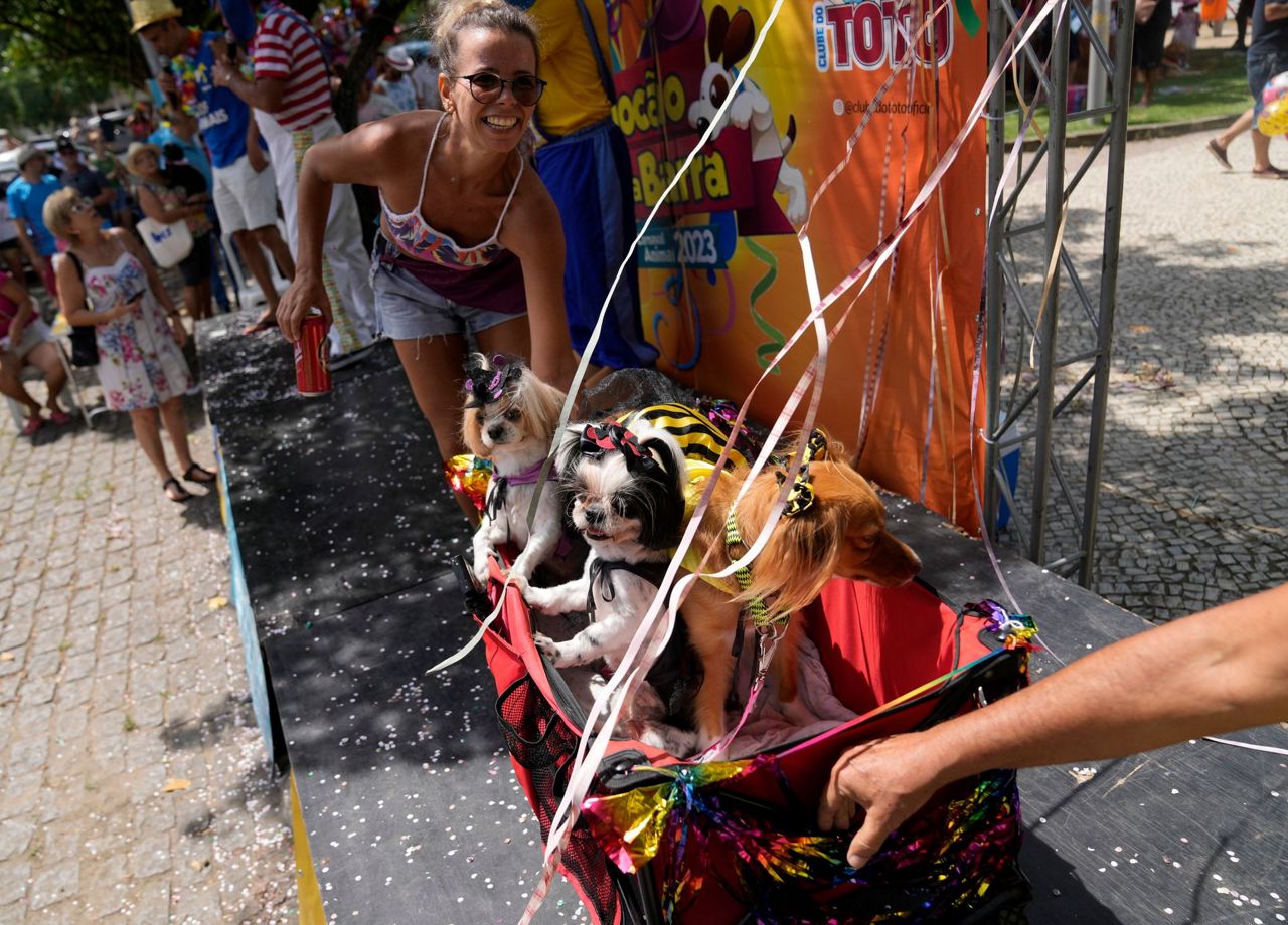 Dogs in costumes take over at Rio Carnival street party