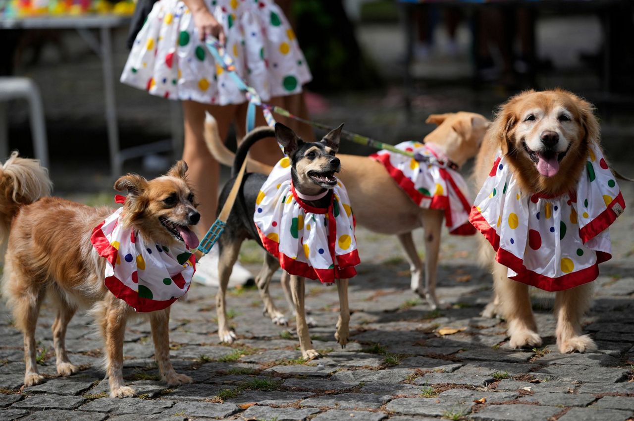 Dogs in costumes take over at Rio Carnival street party