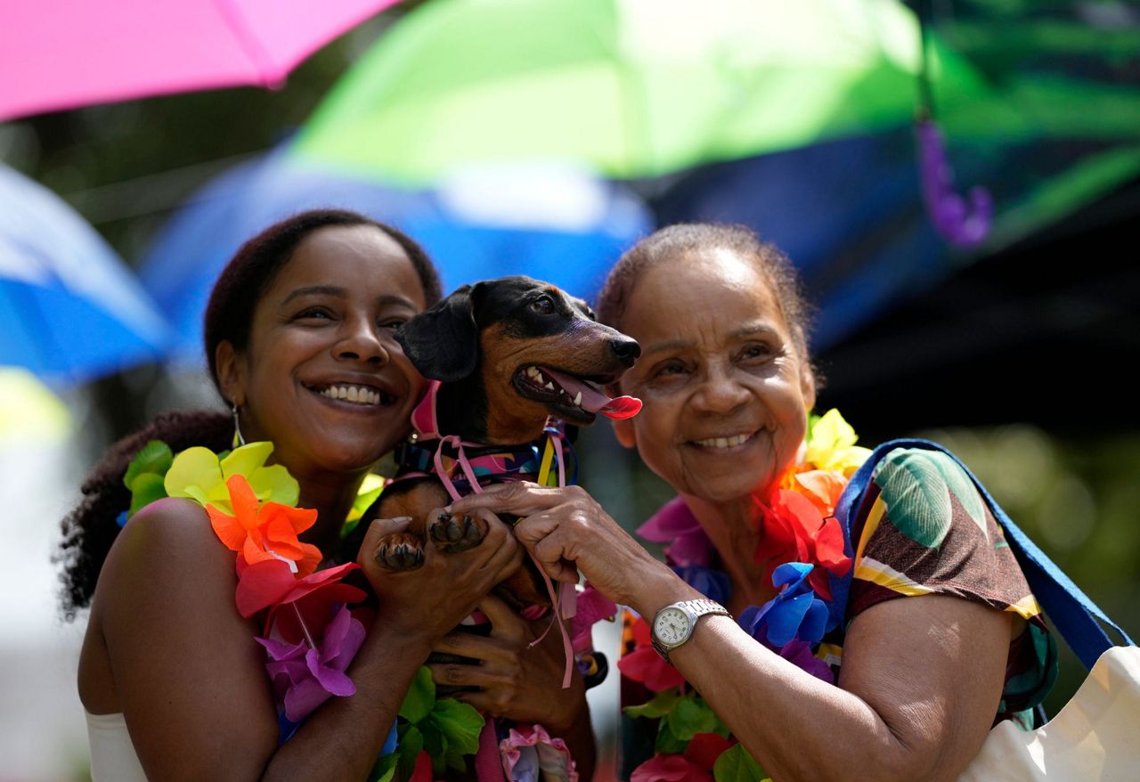Dogs in costumes take over at Rio Carnival street party
