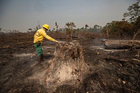 Deforestation of  rainforest accelerates amid COVID-19