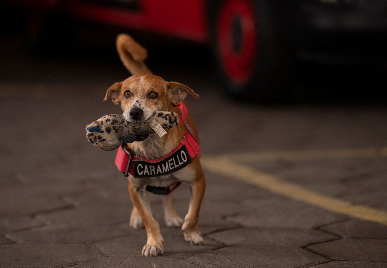 In Rio, rescue dogs watch out for their rescuers