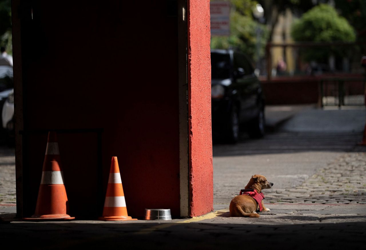 In Rio, rescue dogs watch out for their rescuers