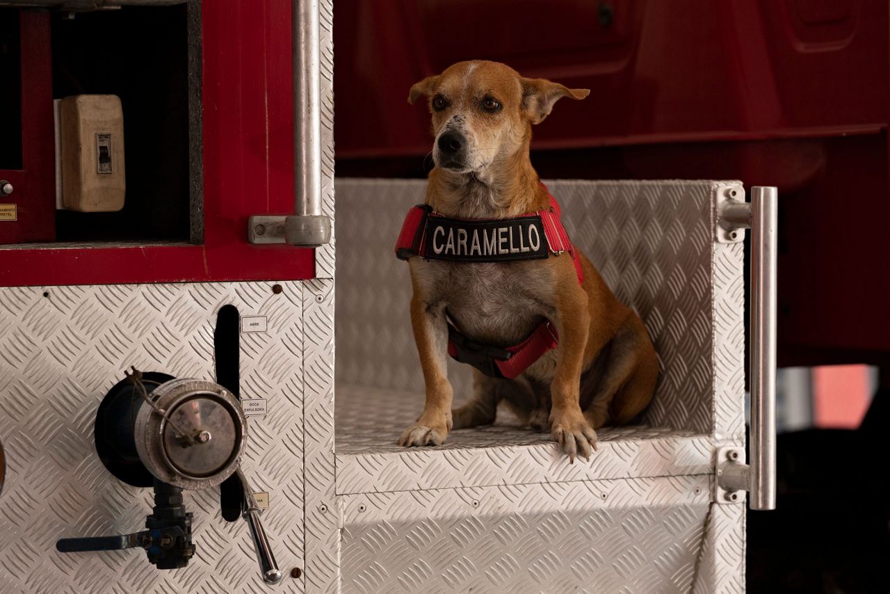 In Rio, rescue dogs watch out for their rescuers