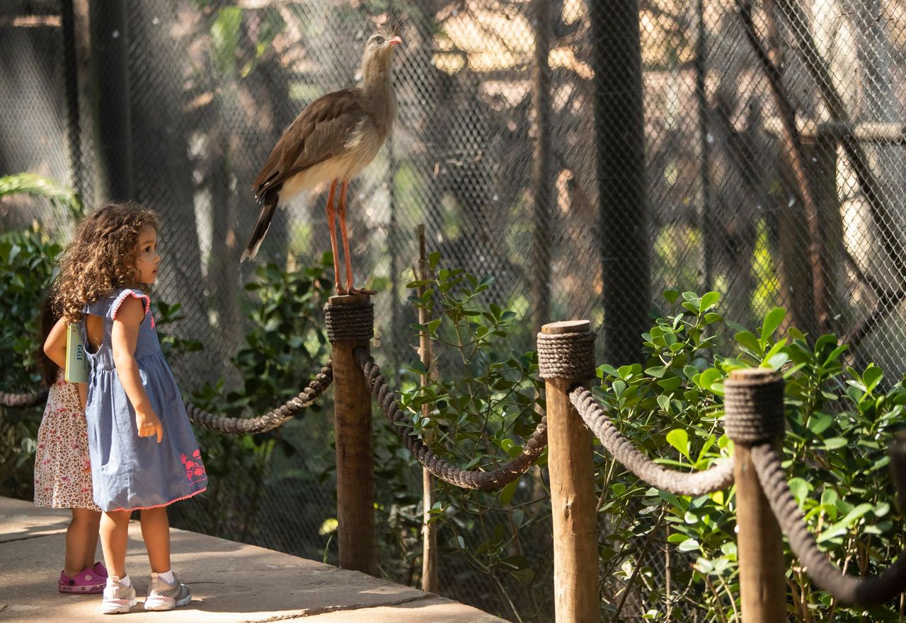 Last wild macaw in Rio is lonely and looking for love