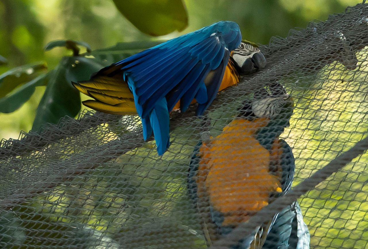 Last wild macaw in Rio is lonely and looking for love