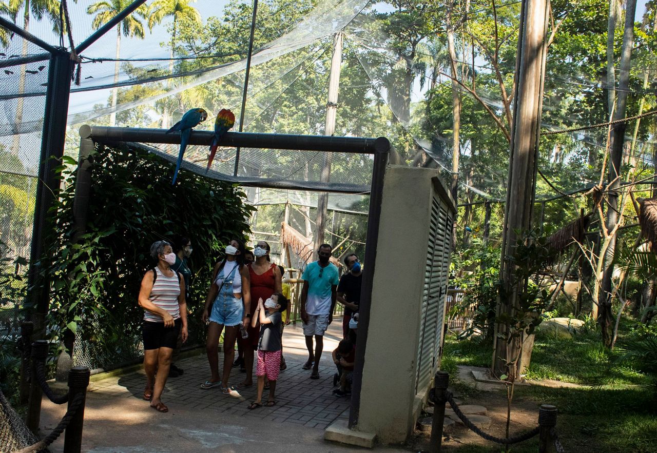 Last wild macaw in Rio is lonely and looking for love