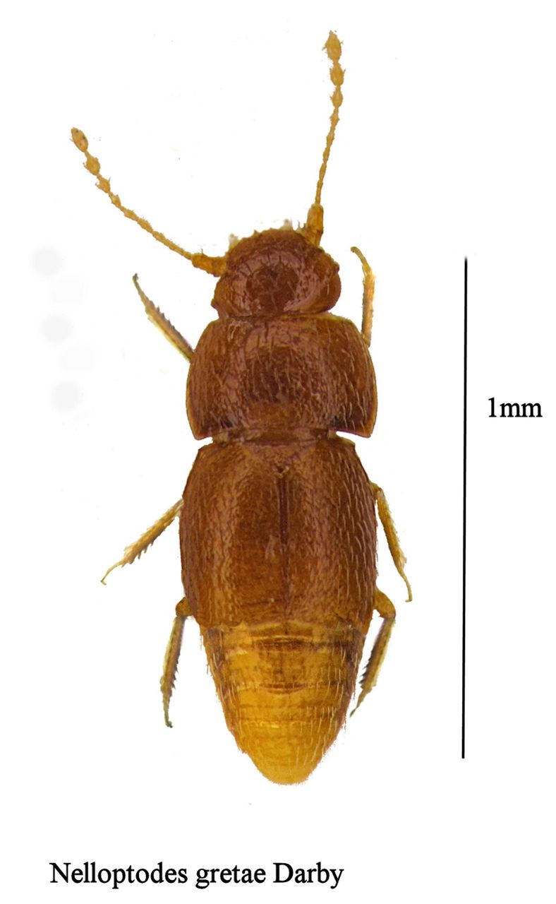 Tiny beetle named after climate activist Greta Thunberg